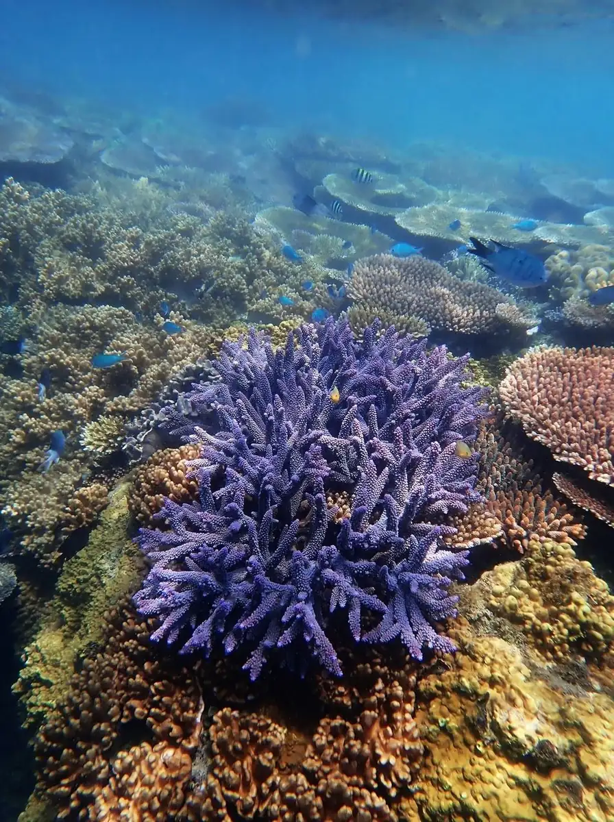 How to Become a ‘Guardian of the Reef’ and Earn Travel Discounts in 2026