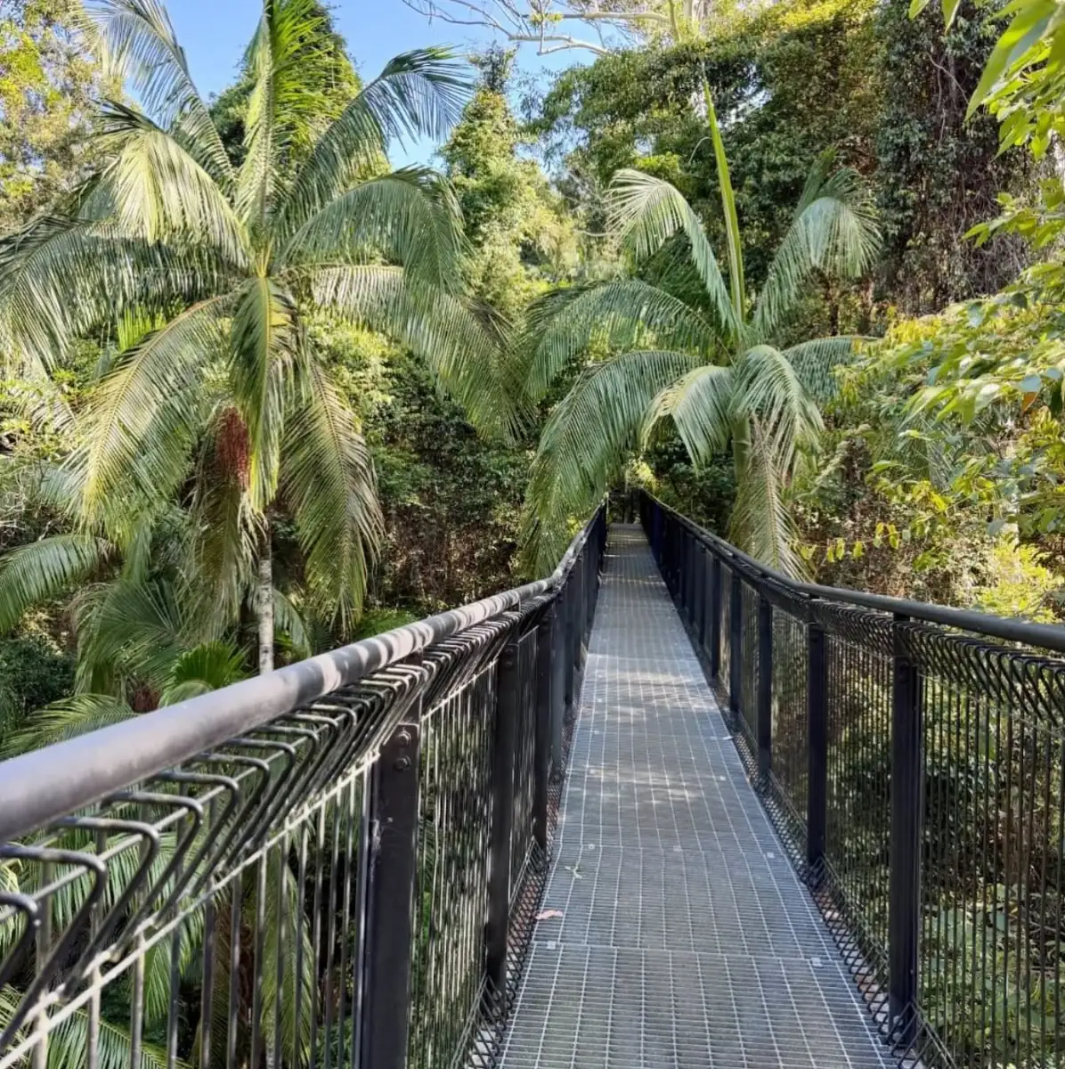 Rainforest Skywalk & Glow Worm Caves Day Tour